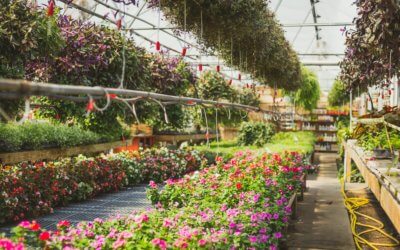Bordine Nursery