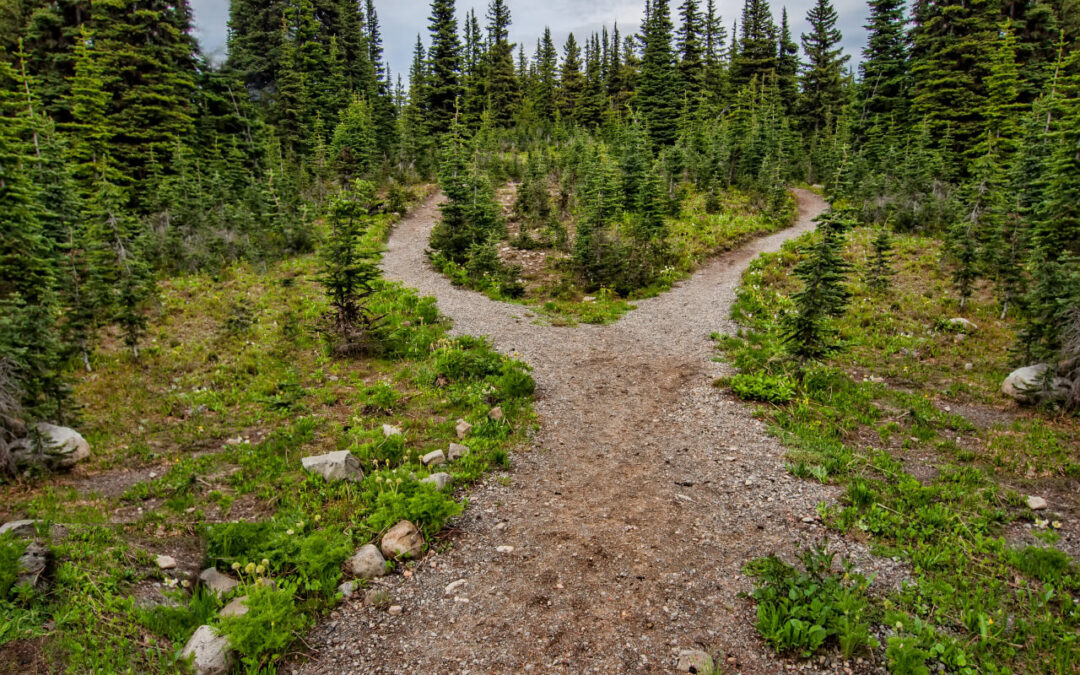 Two Paths Diverging In The Woods