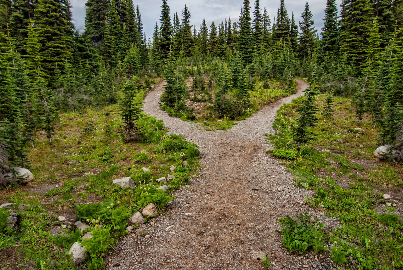 Two Paths Diverging In The Woods